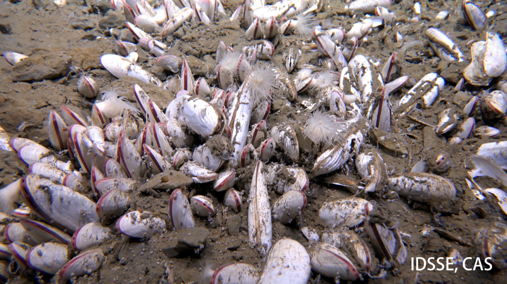 Deep Sea Life